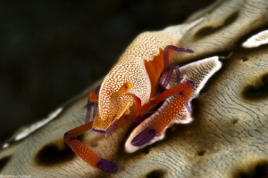 Periclimenes imperator on Bohadschia argus by Mathieu Foulquié 